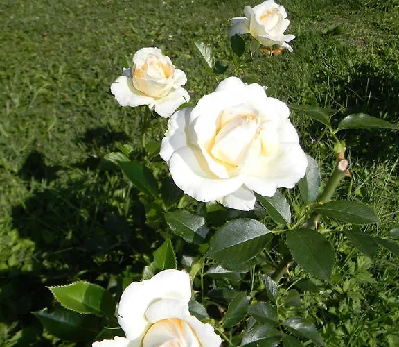 Couette-café Maison Magdala